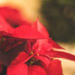 Vianočná ruža – ako sa o túto klasickú ozdobu Vianoc starať?
